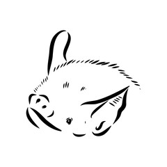 Bat engraving hand drawn illustration