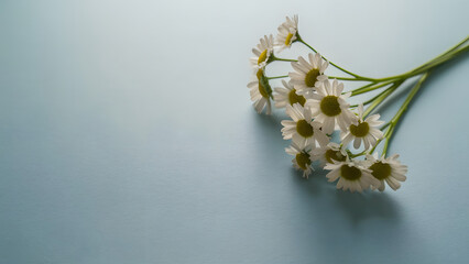 Daisies on Soft Blue Background