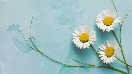 Daisies on Soft Blue Background
