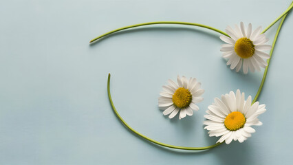 Daisies on Soft Blue Background