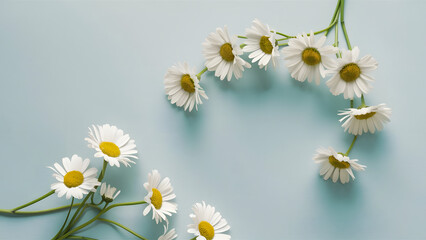 Daisies on Soft Blue Background