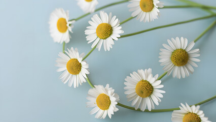 Daisies on Soft Blue Background