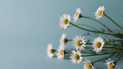 Daisies on Soft Blue Background