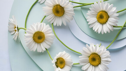 Daisies on Soft Blue Background