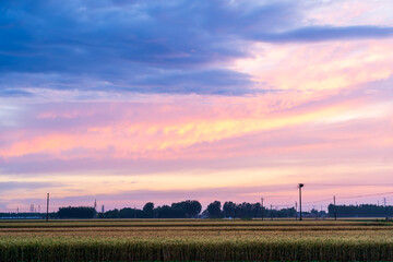 Ripe wheat fields in the evening