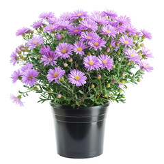 Purple Aster Flower in Pot isolated on transparent background, ideal for floral design, botanical art, and nature-themed decorations