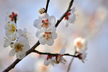 春の梅の花のクローズアップ