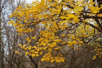 Branches of quince with yellow autumnal foliage in November