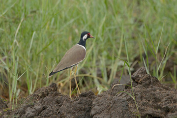 Naklejka premium A red wattled lapwing