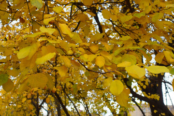 Colorful autumnal foliage of quince in November