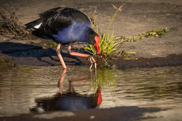 A purple swamphen eating grass which it is holding in its claw as it stands in shallow water in the Severn River at Glen Aplin in Queensland, Australia.