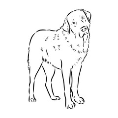 Anatolian shepherd vector sketch illustration