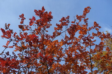 Cloudless blue sky and red autumnal foliage of Sorbus aucuparia  in mid October