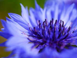 青いヤグルマギク（矢車菊・セントーレア）の花
