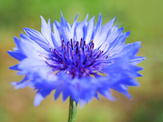 青いヤグルマギク（矢車菊・セントーレア）の花