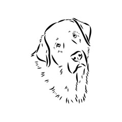Anatolian shepherd vector sketch illustration