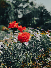 赤いラナンキュラス（金鳳花）