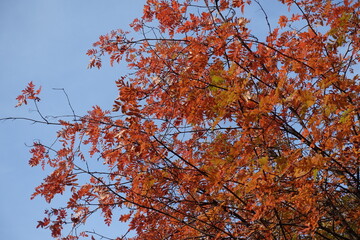 Fair blue sky and orange autumnal foliage of Sorbus aucuparia in mid October