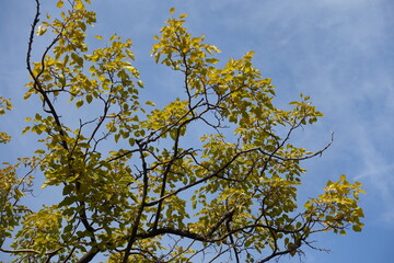 Blue sky and autumnal foliage of mulberry tree in mid October