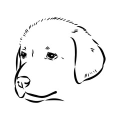 Anatolian shepherd vector sketch illustration