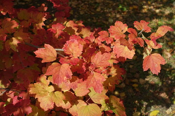 Bright and colorful autumnal foliage of Viburnum opulus in mid October