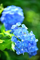 梅雨の季節に咲くアジサイの花