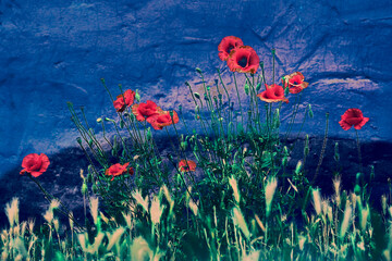 Red delicate scarlet poppies flower on surrealist blue dark background