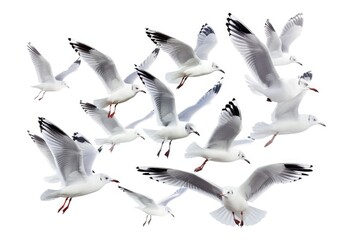 Fototapeta premium A group of seagulls soaring through the sky, with the sun shining down