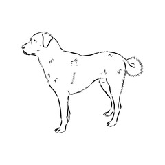 Anatolian shepherd vector sketch illustration