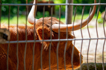 Hochlandrind hinter Gittern im Nürnberger Tierpark-Porträt eines robusten Rindes im Zoo Nürnberg