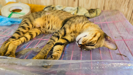Adorable Young Tabby Cat Sleeping on a Pink Cage