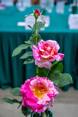 Pink rose, close-up, delicate color, beautiful flower, interesting background