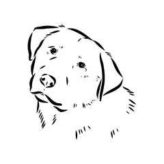 Anatolian shepherd vector sketch illustration