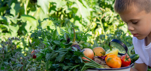 boy looks at fresh vegetables through a magnifying glass. Selective focus