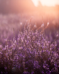 Fototapeta premium Heide - Landschaft Lavendel - Münsterland