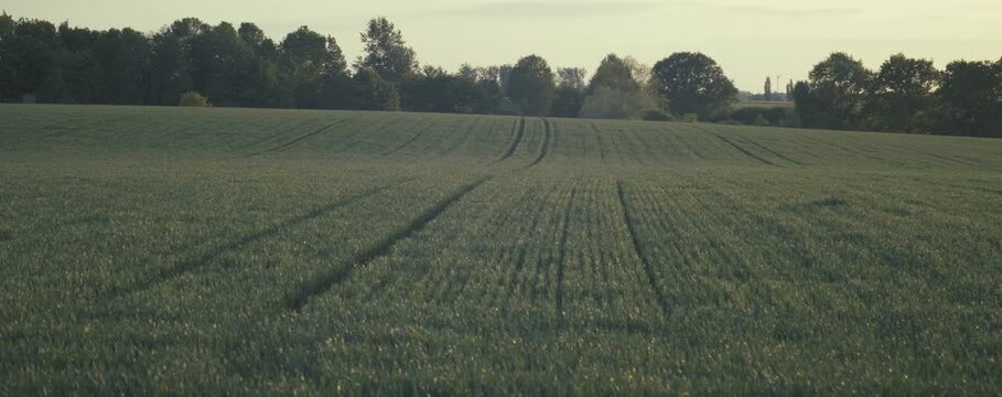 Getreidefeld im vorbeifahren Anamorphic