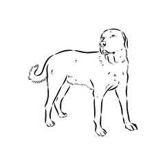 Anatolian shepherd vector sketch illustration