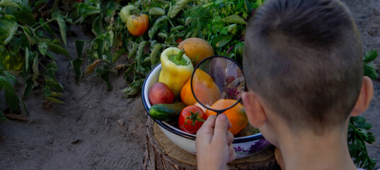 boy looks at fresh vegetables through a magnifying glass. Selective focus