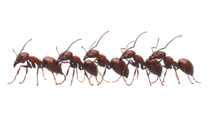 A close-up image of red ants marching in a line, showcasing their detailed bodies and synchronized movement against a transparent background.