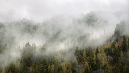 Fog is coming down to the forest