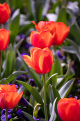 Field of colorful tulips, many red flowers. Field of spring flowers. Tulip field Red tulips, yellow tulips, pink flowers.