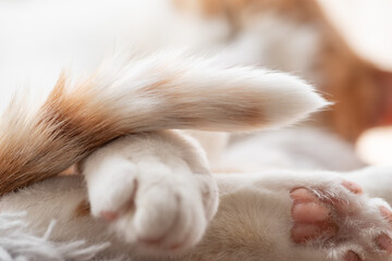 可愛い猫のしっぽ　茶トラ白