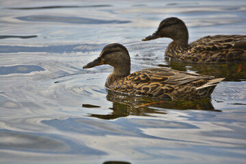 Obraz premium Close-Up of Two Ducks on Coniston Lake with Rippling Glassy Water