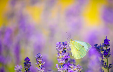 Butterflies on spring lavender flowers under sunlight. Beautiful landscape of nature with a panoramic view. Hi spring. long banner