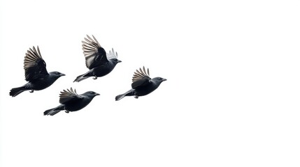 Obraz premium Black Birds in Flight Minimalist Elegance Against White