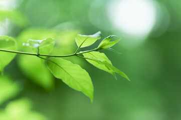 Green leaves background. Selective and soft focus. Copy space.
