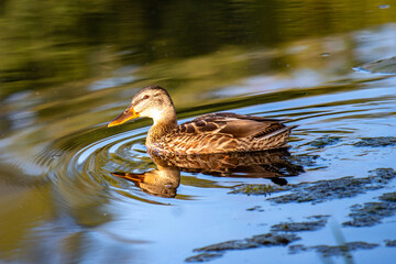 Wild duck on the water, summer nature.