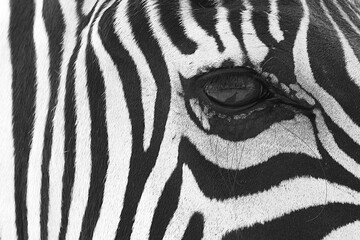 Zebra skin,  natural authentic wild animal hide, safari background and fur texture in black and...