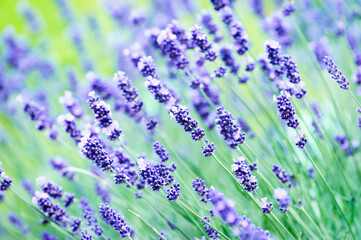 Nature background with spring flowers. Selective and soft focus. Close up.
