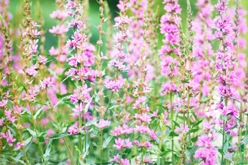 Naklejka premium Nature background with spring flowers. Selective and soft focus. Close up.